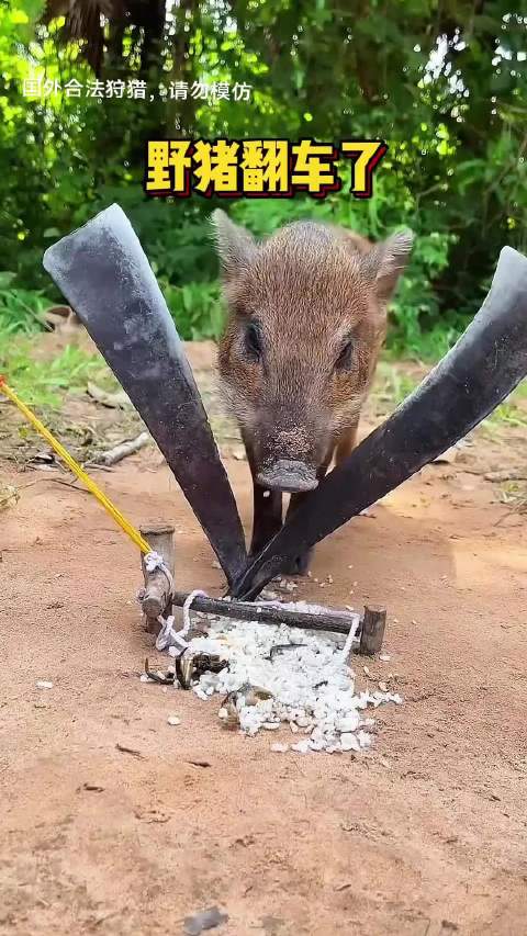 贪吃的野猪真的翻车了动物世界
