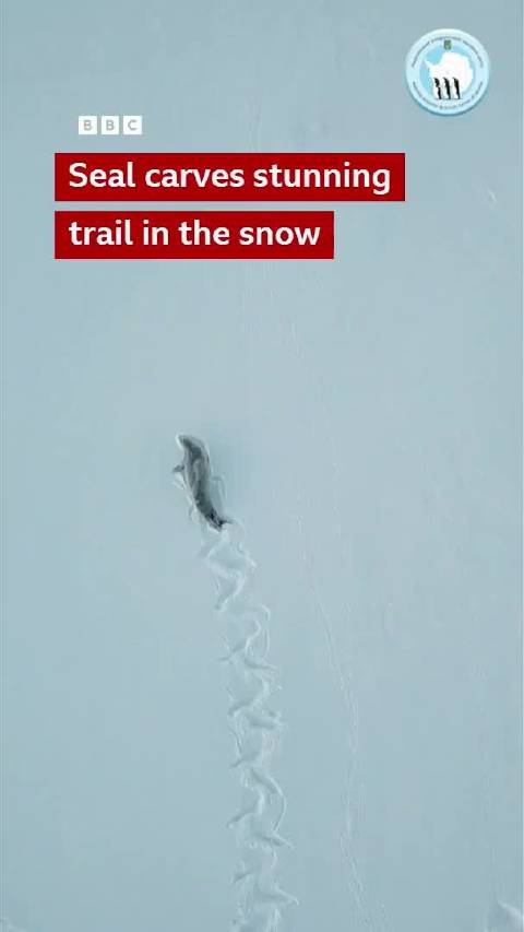 无人机拍下南极毛皮海狮雪地爬行痕迹