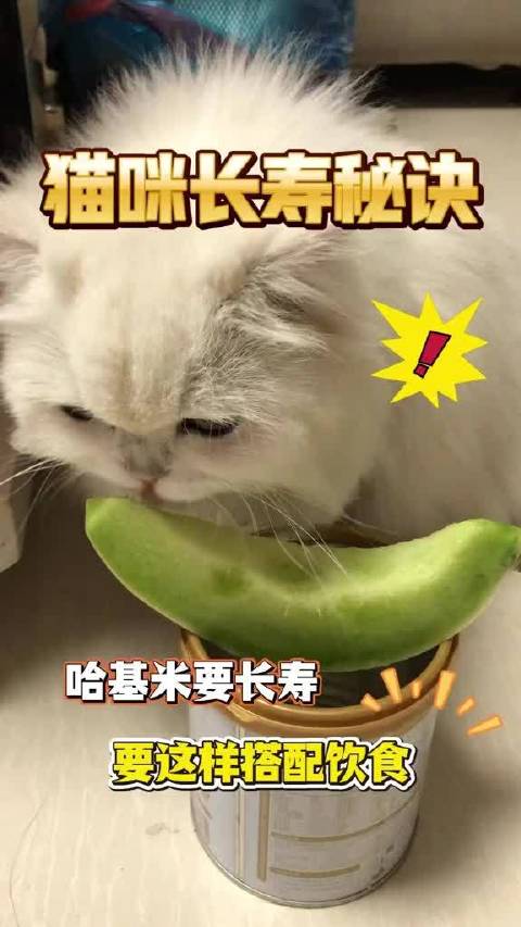 科学饮食定期医疗环境适配保障猫咪长寿