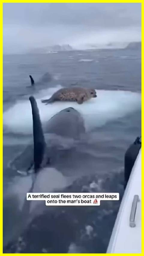 虎鲸追猎海豹跳船逃生，人类救援后获赠鱼干报恩