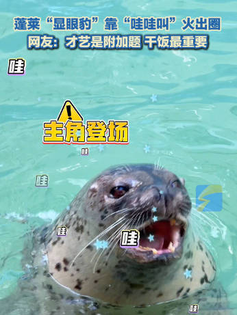 海豹因魔性叫声意外走红