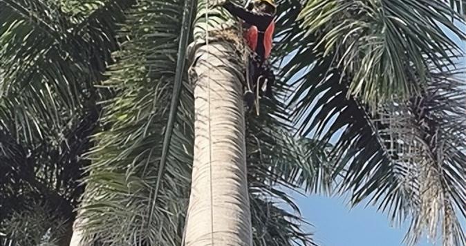 “蜘蛛侠”为大王椰子树“理发”
