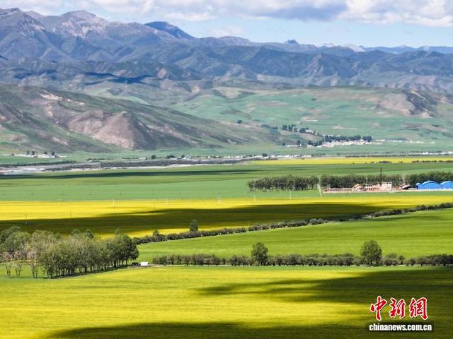 资料图为航拍2024年7月1日，地处祁连山腹地的青海省门源回族自治县大片油菜花盛开。 马铭言摄