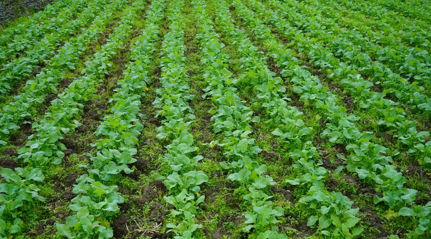 贵州金沙：“三新”驱动 赋能油菜产业高质量发展