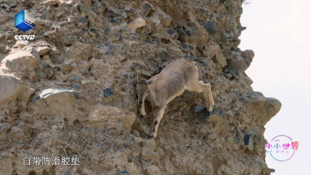 把90°的悬崖当平地走？