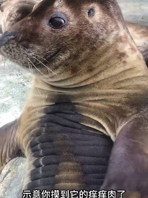 海豹性格温顺，情感丰富，号称海洋小狗 ，你喜欢吗？