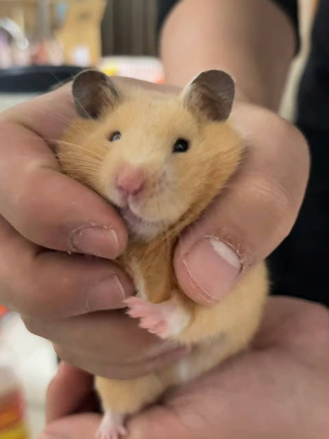 女子怀念首只金丝熊薯条，温顺可爱曾深夜越狱