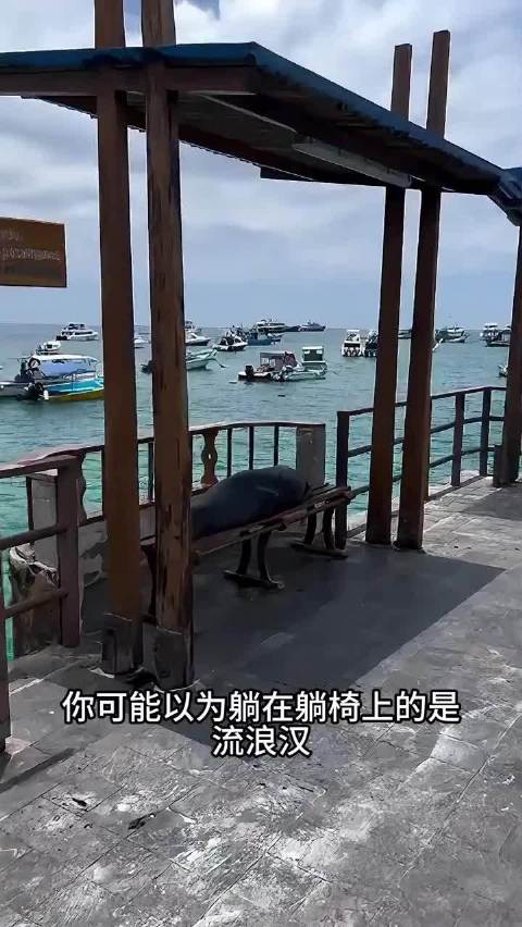 守规矩的海狮，为了吃鱼绞尽脑汁