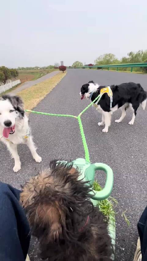 又又又又来跑车啦被小狗治愈的一万个瞬间 陨石边牧