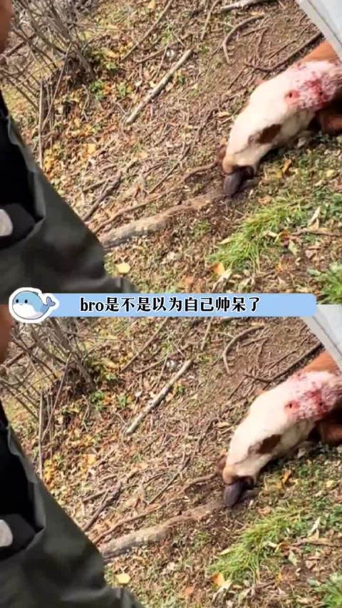 重庆女子自驾跑车进猛兽区遭老虎咬车，园方承担维修费