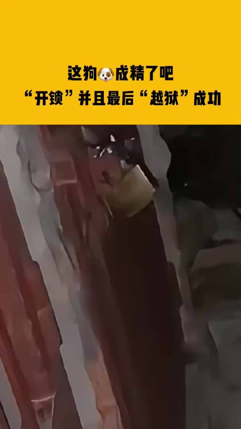 修狗带着女朋友，开锁并且最后“越狱”成功，结果被主人逮个正着！