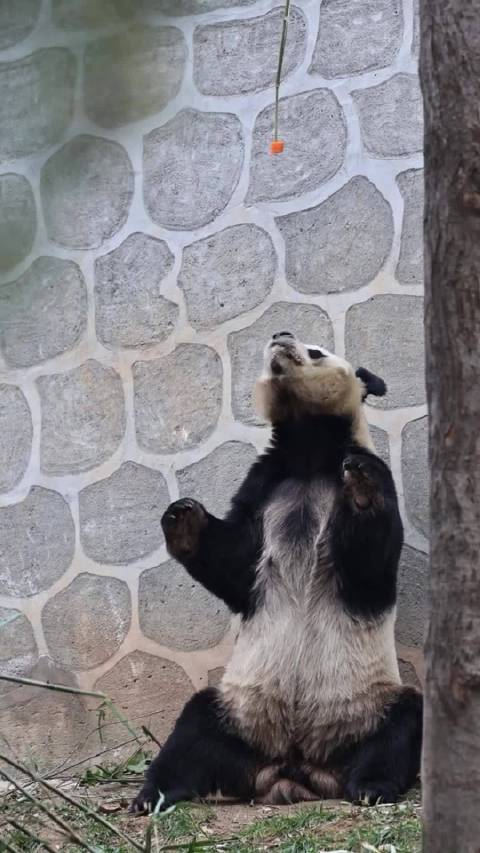 奶妈哄娃式喂食老丈人，熊后肢力量不及仔仔