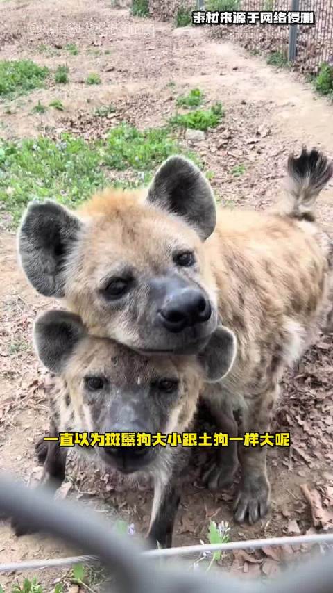 鬣狗的体型竟然这么大啊 都是动物世界里的参照物太大了才看不出来
