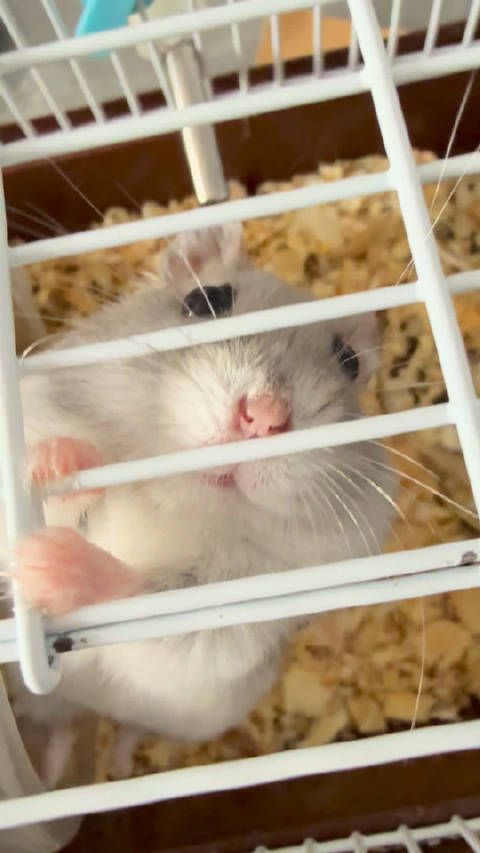 图图：妈，你听我解释，我不想越狱