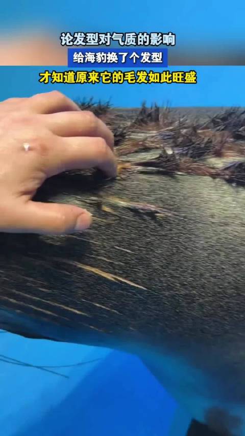 给海豹换了个发型，才知道原来它的毛发如此旺盛