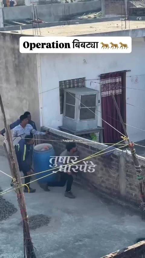 花豹闯入印度村庄遭围捕，狙击手一枪击中