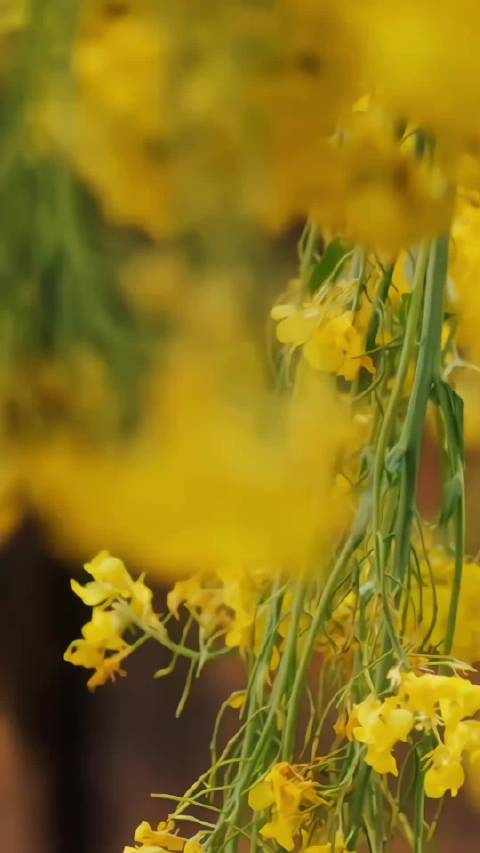 邓为饰叶十七涂山璟，青衫公子温柔守护