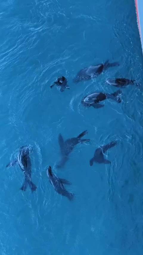 蔚蓝深处海豹起舞诉说大海秘密