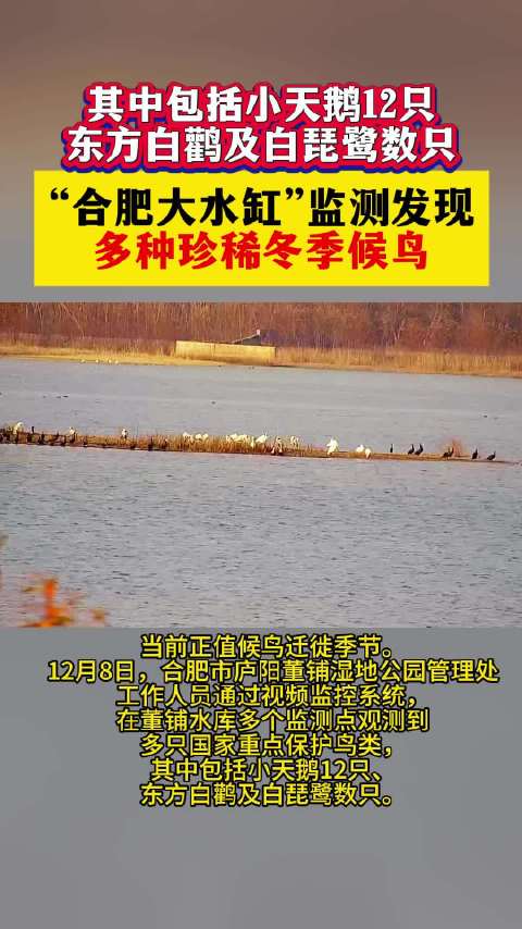 合肥大水缸发现多种珍稀冬季候鸟