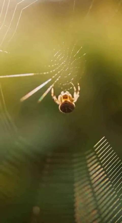 小蜘蛛为伴侣送上亲手制作的钻石皇冠