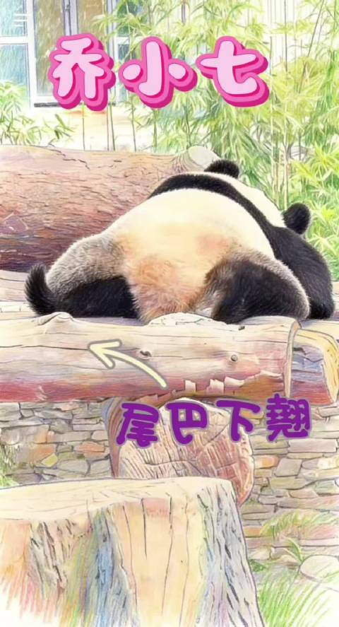 大熊猫乔小七栖架休息尾巴翘动