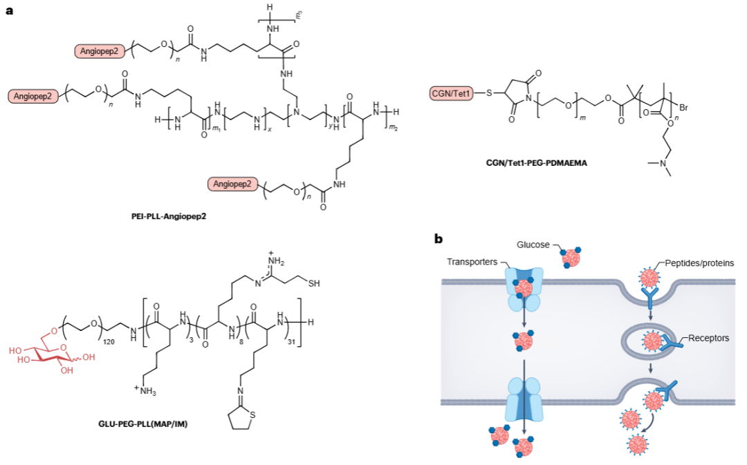 Figure 2 用于静脉注射脑部递送的聚合物化学结构