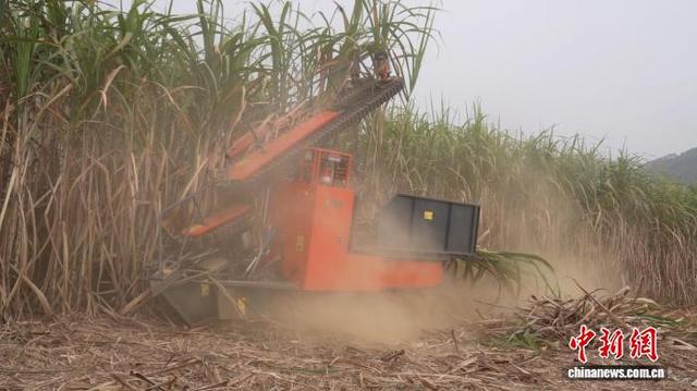 电动化的无人甘蔗收割机。王以照 摄