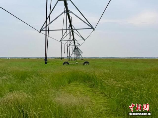 由北京市朝阳区申报的“朝阳区向结对地引入羊草种植项目”案例，入选第六届全球减贫案例。朝阳区供图