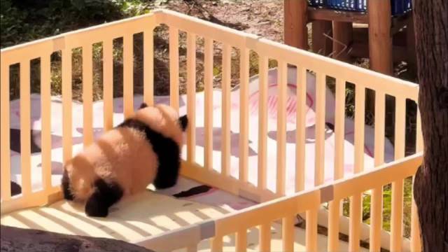 大熊猫幼崽良月成功越狱呆萌可爱引关注