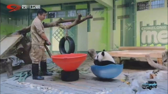 熊猫妹猪成长记，外公爱伴毕业季