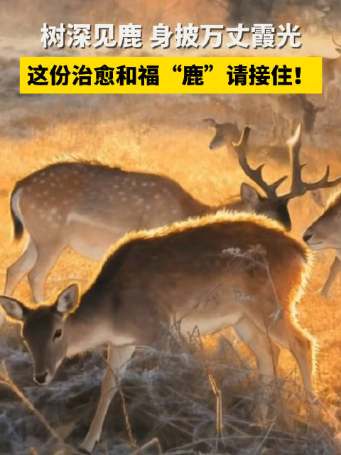 这份治愈和福“鹿”请接住！林深见鹿 身披万丈霞光！