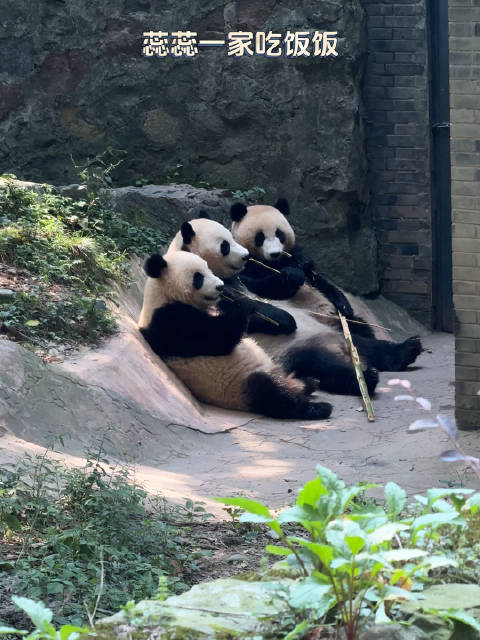 大熊猫乔乔与幼崽蕊蕊贤贤同框进食