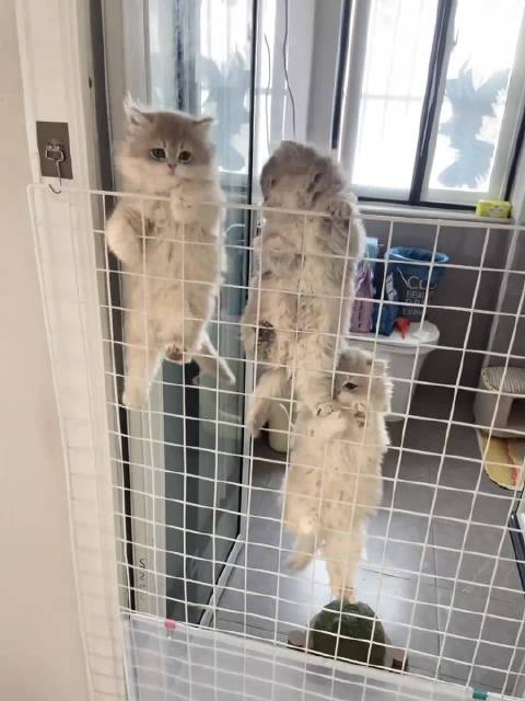 集体“越狱”的小猫咪，真是太可爱了！