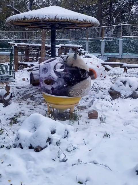 大熊猫萌兰雪中玩球萌态十足