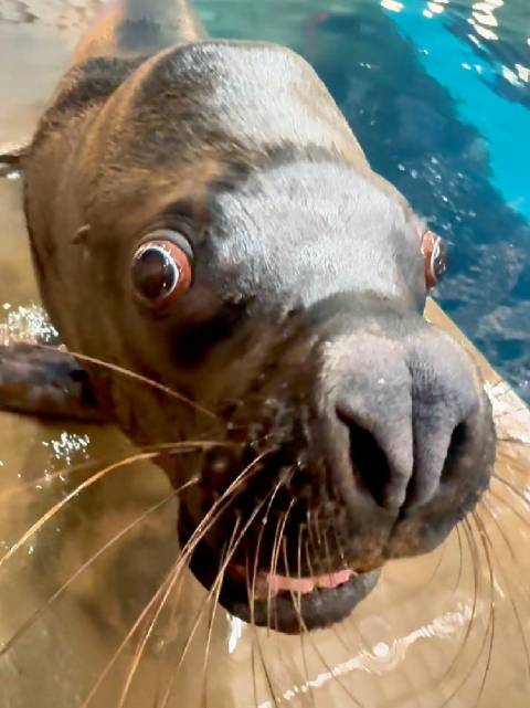 海狮卡特被迫营业的一天