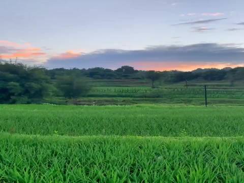 功夫熊猫 鹅爸不愧是有经商十几年的脑袋