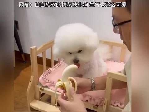 小狗脸上难以置信又失望至极的表情，犹如白百何上身：还能这么操作？