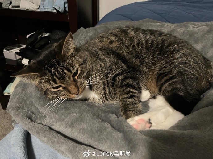 睡前时刻是胸前一只小猫 脚边一只小猫 窗外在下雪 远处电视放林俊杰