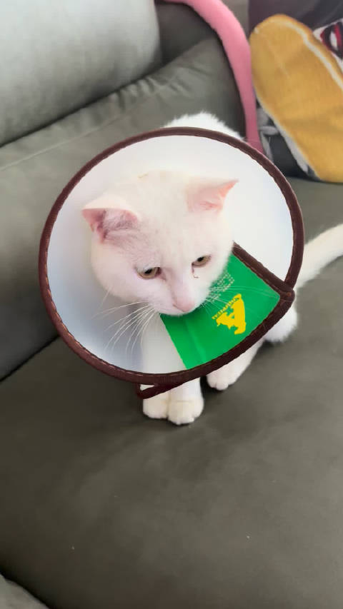 流浪猫绝育后患肠胃炎体内现寄生虫