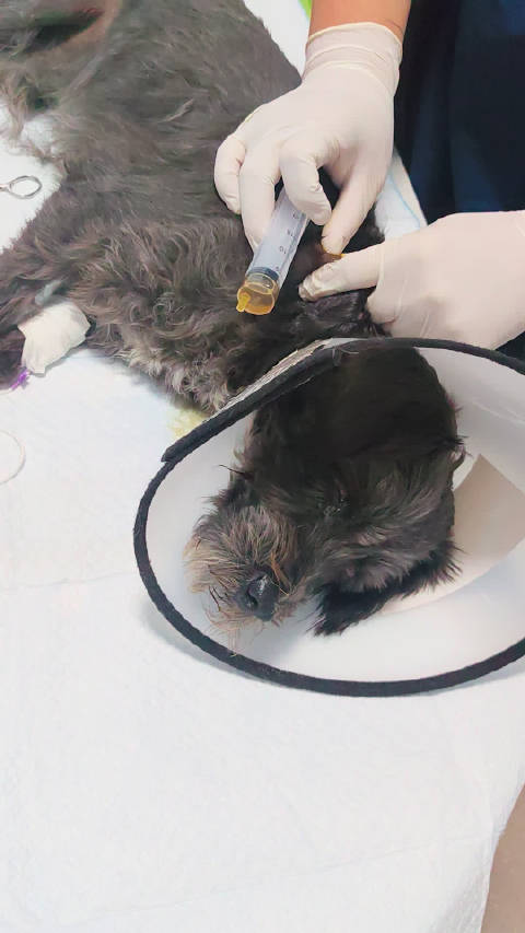 宠物犬遭流浪狗咬伤，主人要求严惩涉事犬只