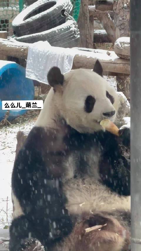 初雪 冬笋 帅气的雪佛兰！我也是真的圆满了！