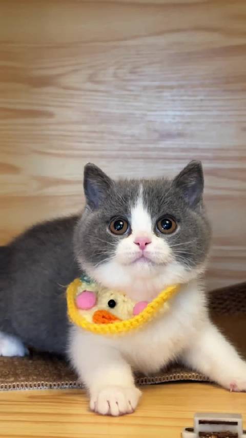 多猫家庭小猫咬住口水兜不松嘴，要抱着睡觉