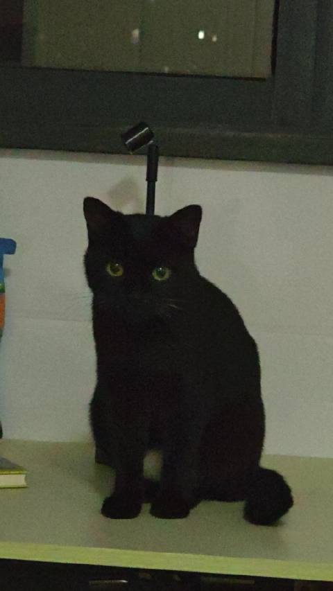 黑豹 女之耽兮 不可脱也