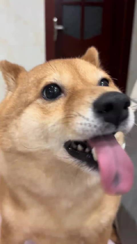 仔仔:给我吃 给我吃