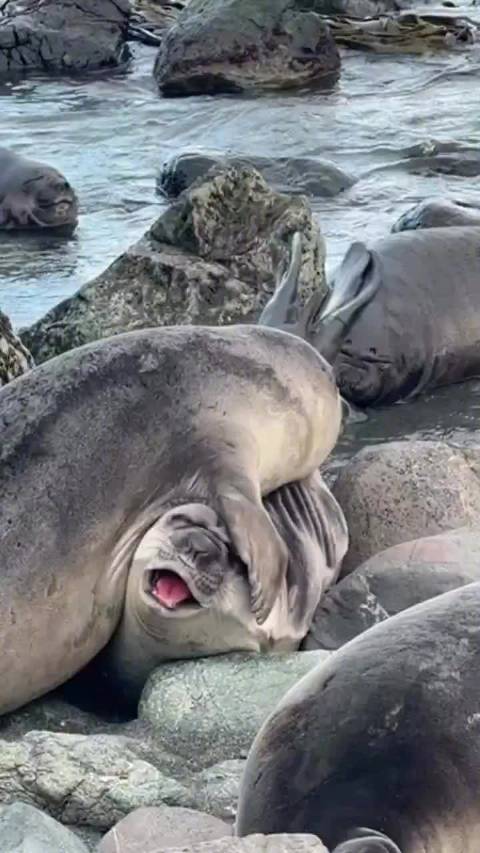 海豹想下海，选择了一条糟糕的路线，小伙伴很生气