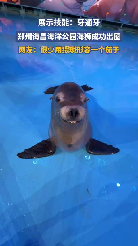 展示技能：牙通牙，郑州海昌海洋公园海狮成功出圈
