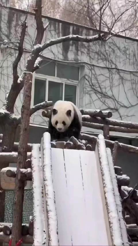 大熊猫萌兰雪中嬉戏获称雪佛兰