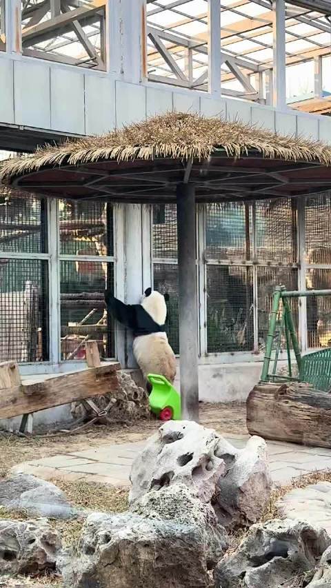 偷拍到萌兰越狱全过程 来源：爱走的兔子