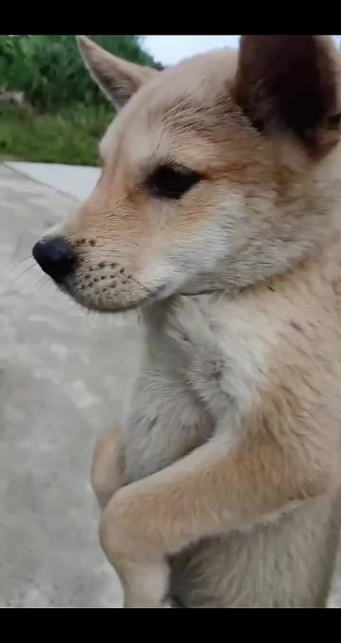 一进到底看一下狗狗是怎么越狱的