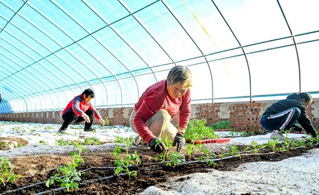 壶关县店上镇峡谷山珍水果西红柿无土栽培基地里，农户忙着栽种幼苗。梁栋摄